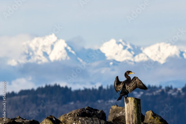 Fototapeta A cormorant stands on a piling in a marina sunning itself with a backdrop of the Olympic Mountains covered in snow