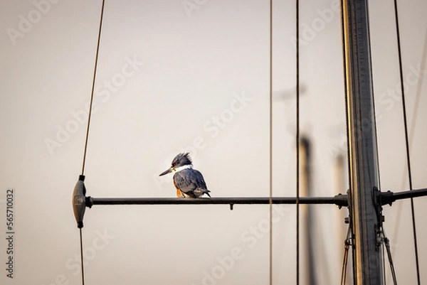 Fototapeta A belted kingfisher sits on the mast of a sailboat in a marina at sundown