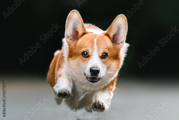 Obraz Corgi dog in the park