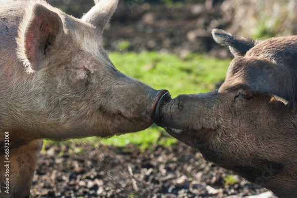 Obraz Happy San Valentines day