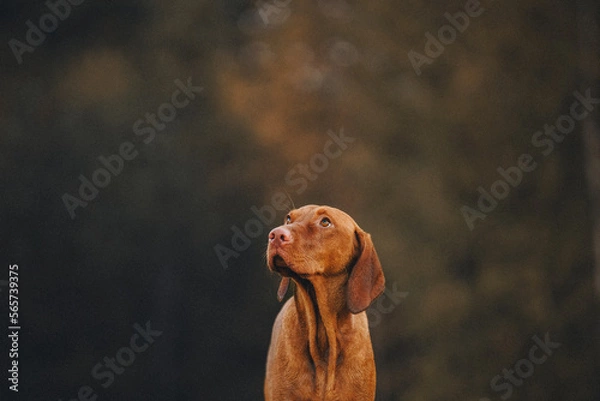 Obraz dog in autumn park
