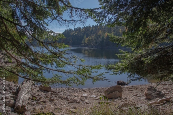 Fototapeta Le lac d"Altenweiher dans les Vosges en Automne - Vallée de Mittlach près de Munster