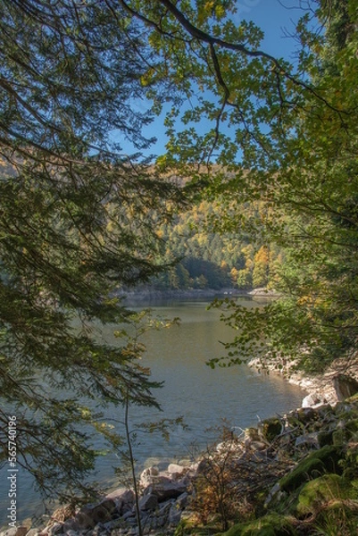 Fototapeta Le lac d"Altenweiher dans les Vosges en Automne - Vallée de Mittlach près de Munster