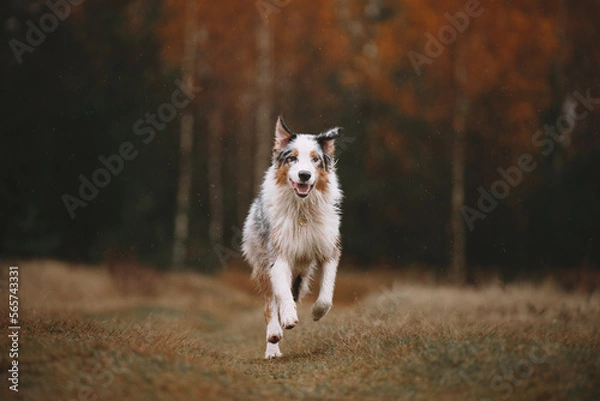 Obraz dog in autumn forest