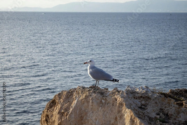 Obraz seagull on rock