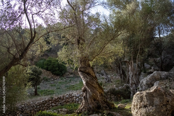 Fototapeta trees in the forest