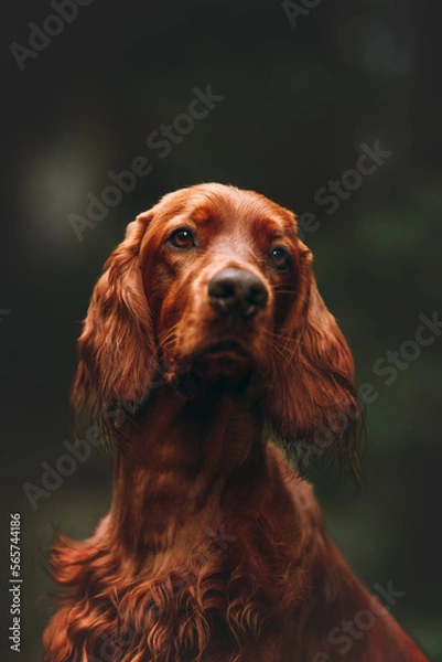 Obraz portrait of a irish setter
