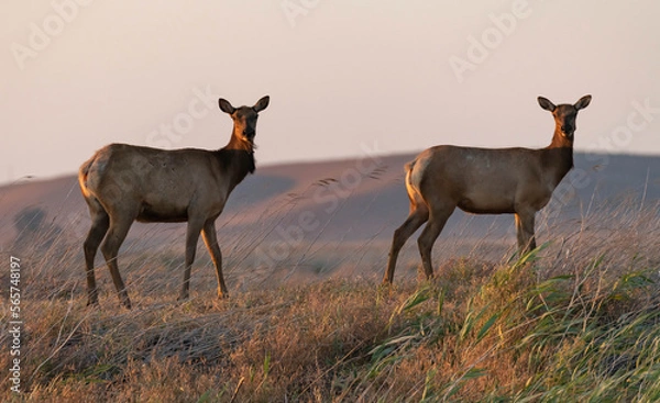 Fototapeta Two Pretty Ladies