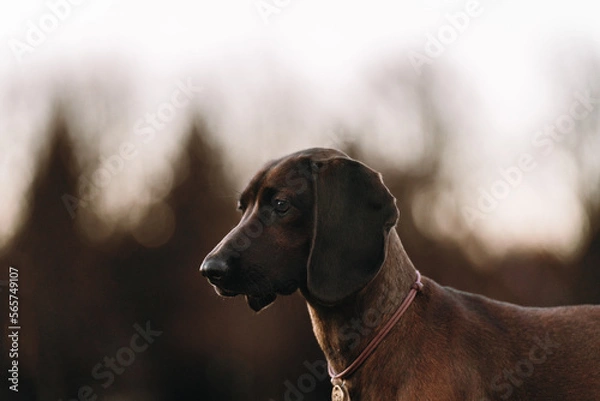 Obraz dog in the park