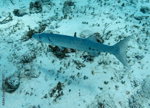 Fototapeta Great Barracuda