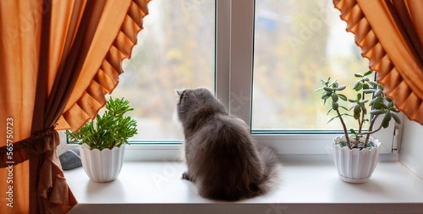 Fototapeta A fluffy cat is resting on the windowsill and watching cat TV. The cat in the interior of the apartment on the windowsill among indoor flowers looks out the window. Persian cat. Selective soft focus.