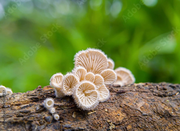 Fototapeta Schizophyllum commune or Splitgill mushroom , this mushroom is shaped like a fan. This fungus can be found in trees or rotten wood