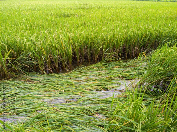 Fototapeta Rice plants in the fields collapsed due to the intensity of heavy rains and strong winds