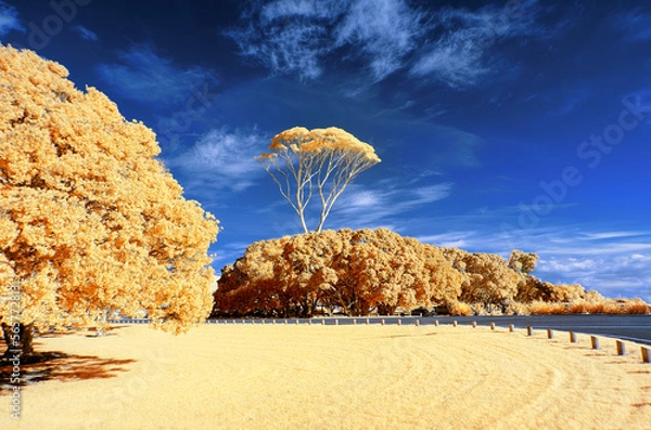 Fototapeta Infrared image of a park  on a sunlit day