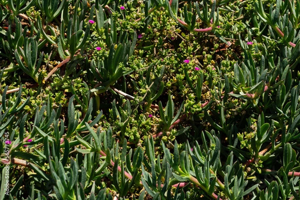 Obraz Carpobrotus edulis