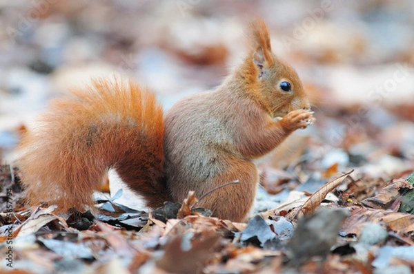 Fototapeta Red squirrel écureuil roux