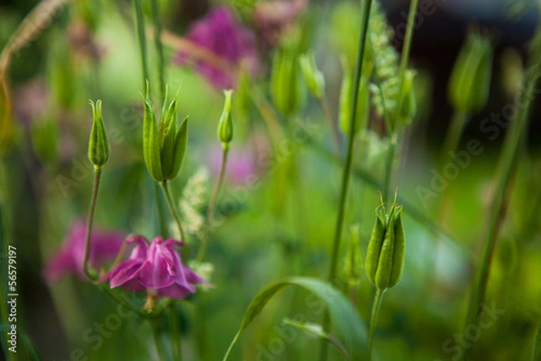 Obraz Wiosenne kwiaty