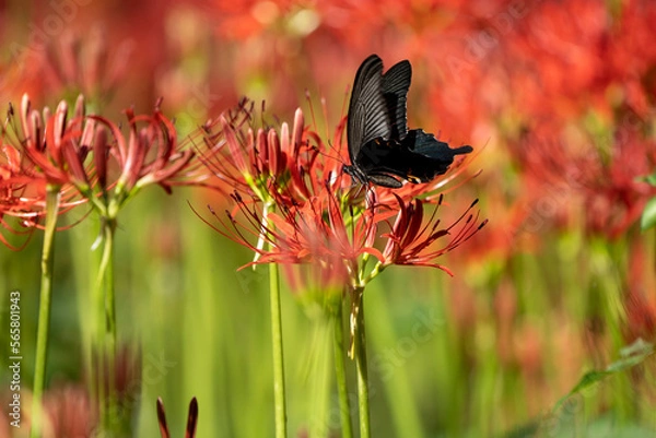 Obraz 曼珠沙華と黒アゲハ蝶