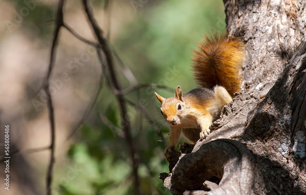 Fototapeta Caucasian Squirrels (Sciurus anomalus) are lives at the forest of Mazidagi district of Mardin. They usually nest in the hollows of old trees, acorn trees are a very good shelter for them.