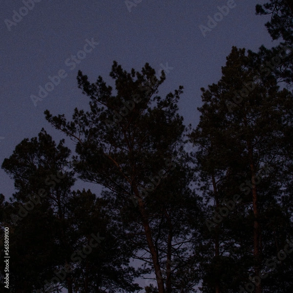 Fototapeta sky with trees