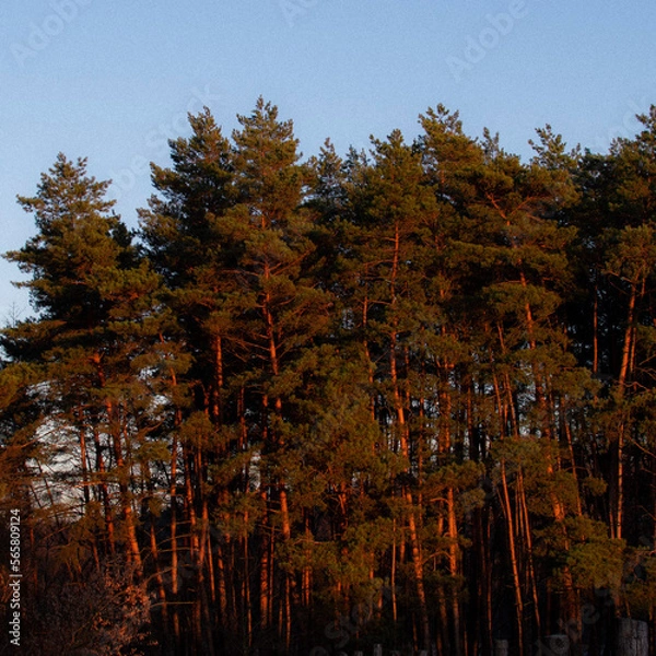 Obraz autumn in the forest