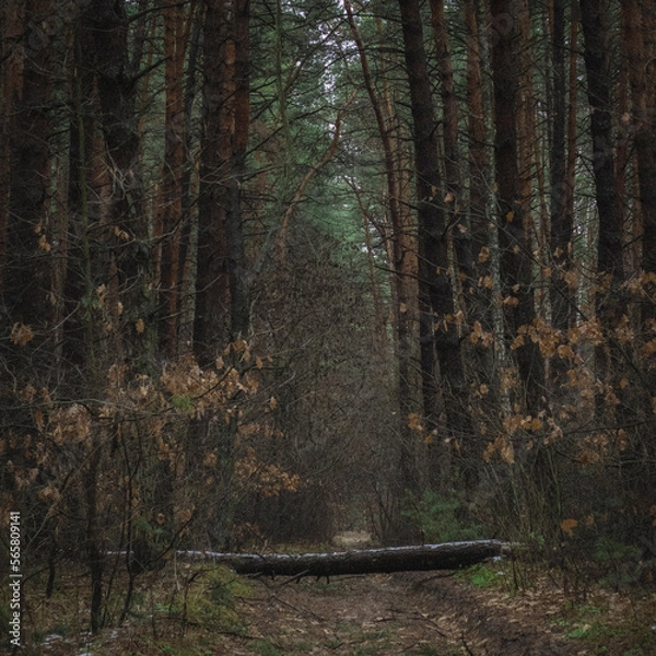Obraz forest in the morning