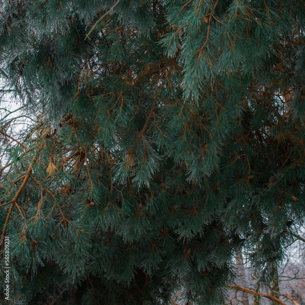 Fototapeta tree branches