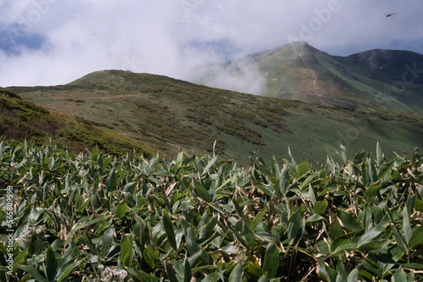 Obraz 平標山　仙ノ倉山