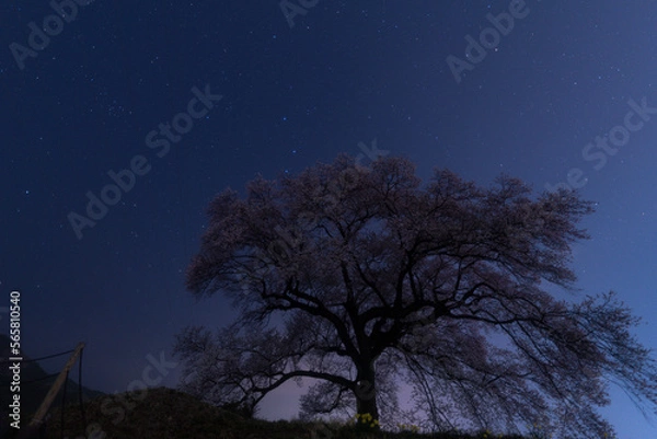 Obraz わに塚の一本桜と星空