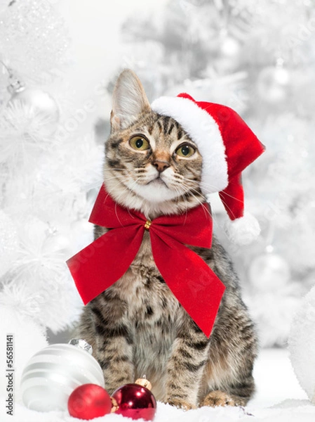 Obraz Christmas cat