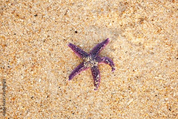 Fototapeta ヒトデstarfish