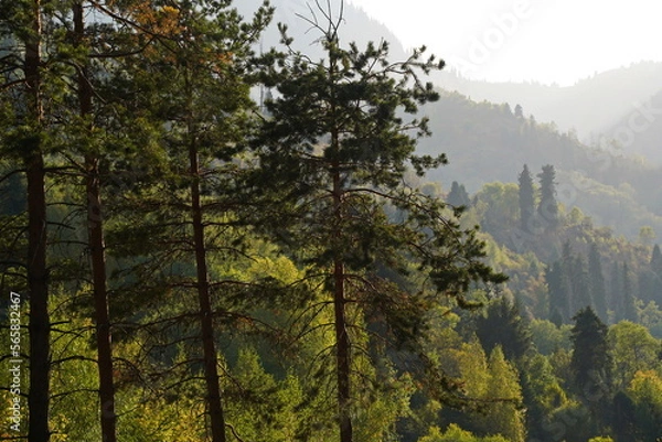 Fototapeta Different trees, firs and shrubs in the mountainous area.