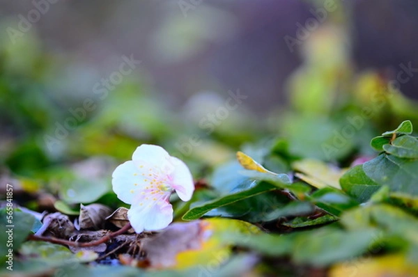 Fototapeta さくら　落ちてもなお綺麗に咲く