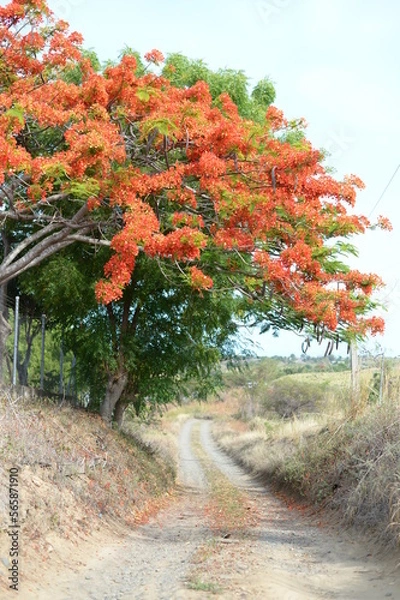 Fototapeta Red flower blooming