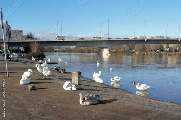 Obraz Schwäne am Main