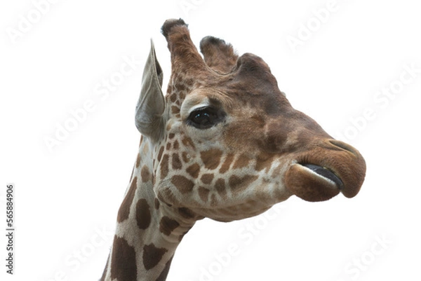 Fototapeta giraffe isolated on white
