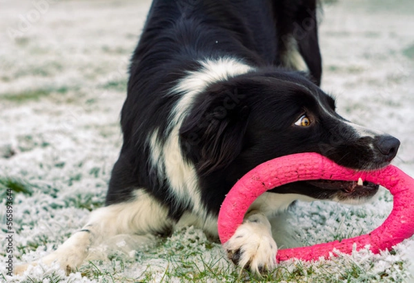 Fototapeta A border collie is playing with his toy. Happy dog