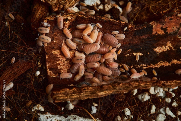 Fototapeta group of amber color isopod in close up on wood