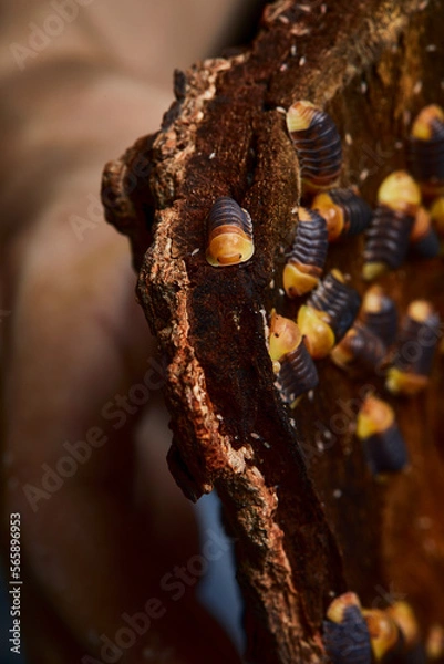 Fototapeta group of amber color isopod in close up on wood