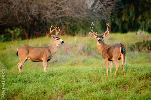 Obraz Black-tailed deer bucks