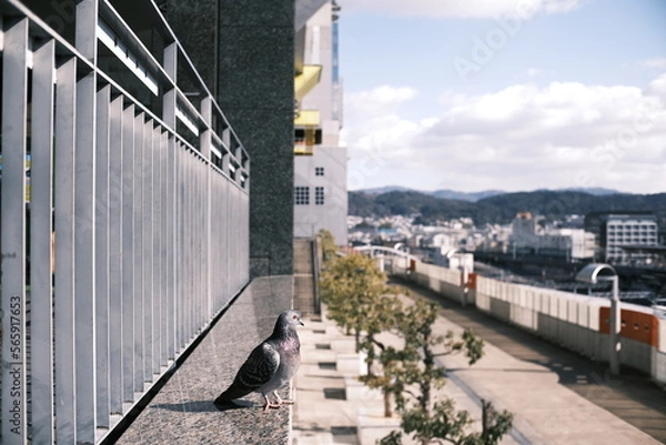 Obraz 2023/1　京都駅の鳩