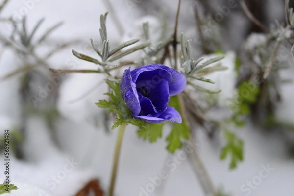 Obraz Closeup Anemone coronaria MR FOKKER known as blue poppy anemone with blurred background in winter garden