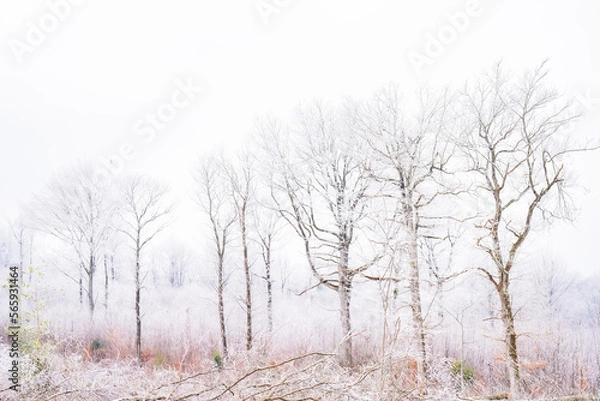 Obraz Arbres en hiver