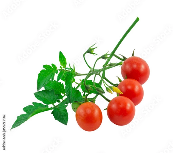 Obraz tomatoes