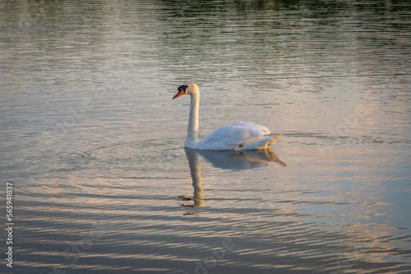 Obraz swan on the water