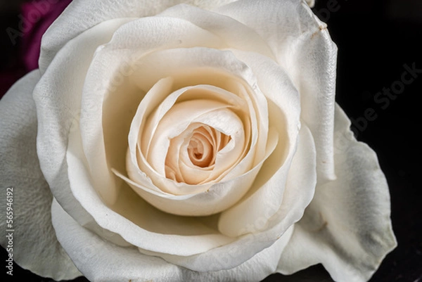 Obraz white rose closeup