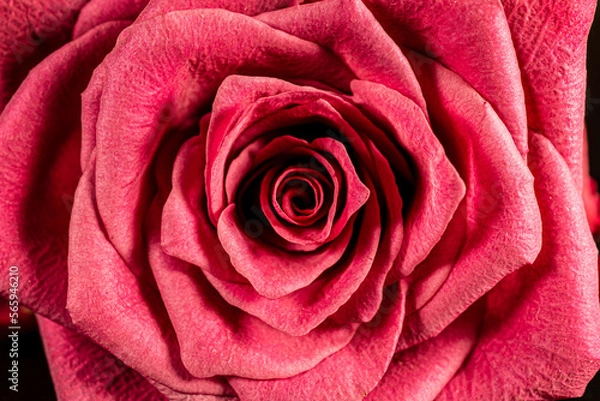 Obraz red rose close up