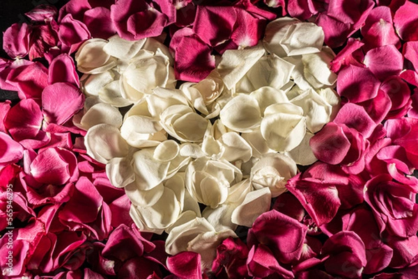 Obraz rose petals background