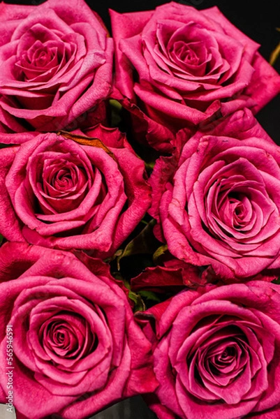 Obraz red roses background