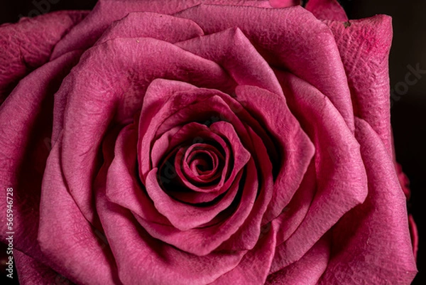 Obraz pink rose close up